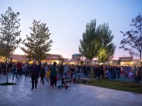 nicu-alifantis-zan-16